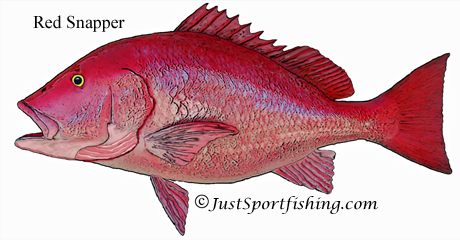 Red_Snapper.jpg