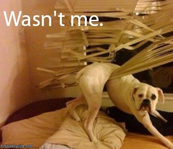 Wasnt_Me.jpg