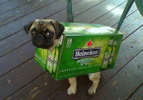 halloween-dog-heinekin.jpg