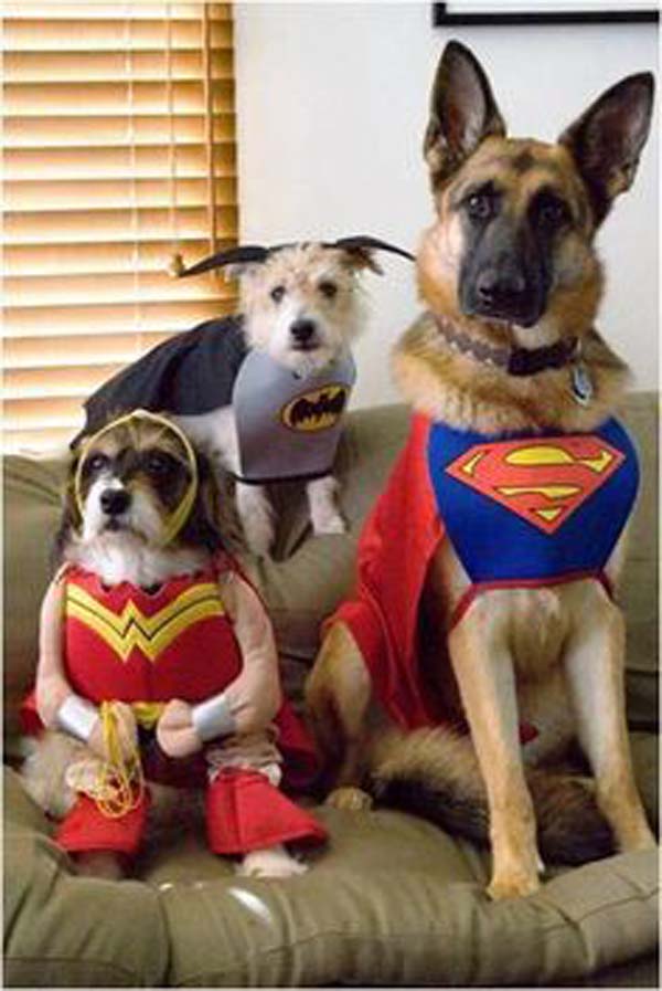 Funny-Dogs-21-pictures-new-5.jpg