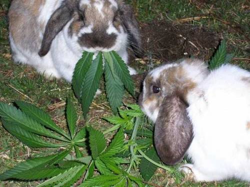 pot%20bunnies.jpg