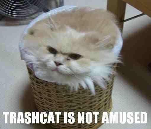 TrashcatNotAmused.jpg