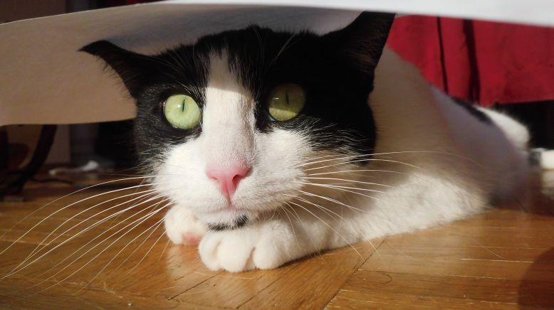 40-cat-quotes-that-are-brutally-true.jpg