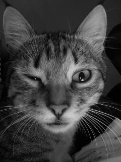 mad-cat--whisks_19-104250.jpg