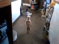 200w.gif