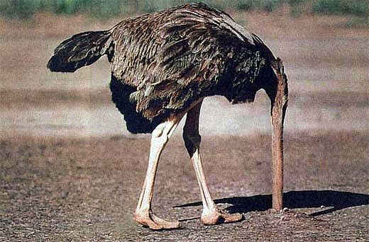 ostrich-head-in-sand_zps562015d3.jpg