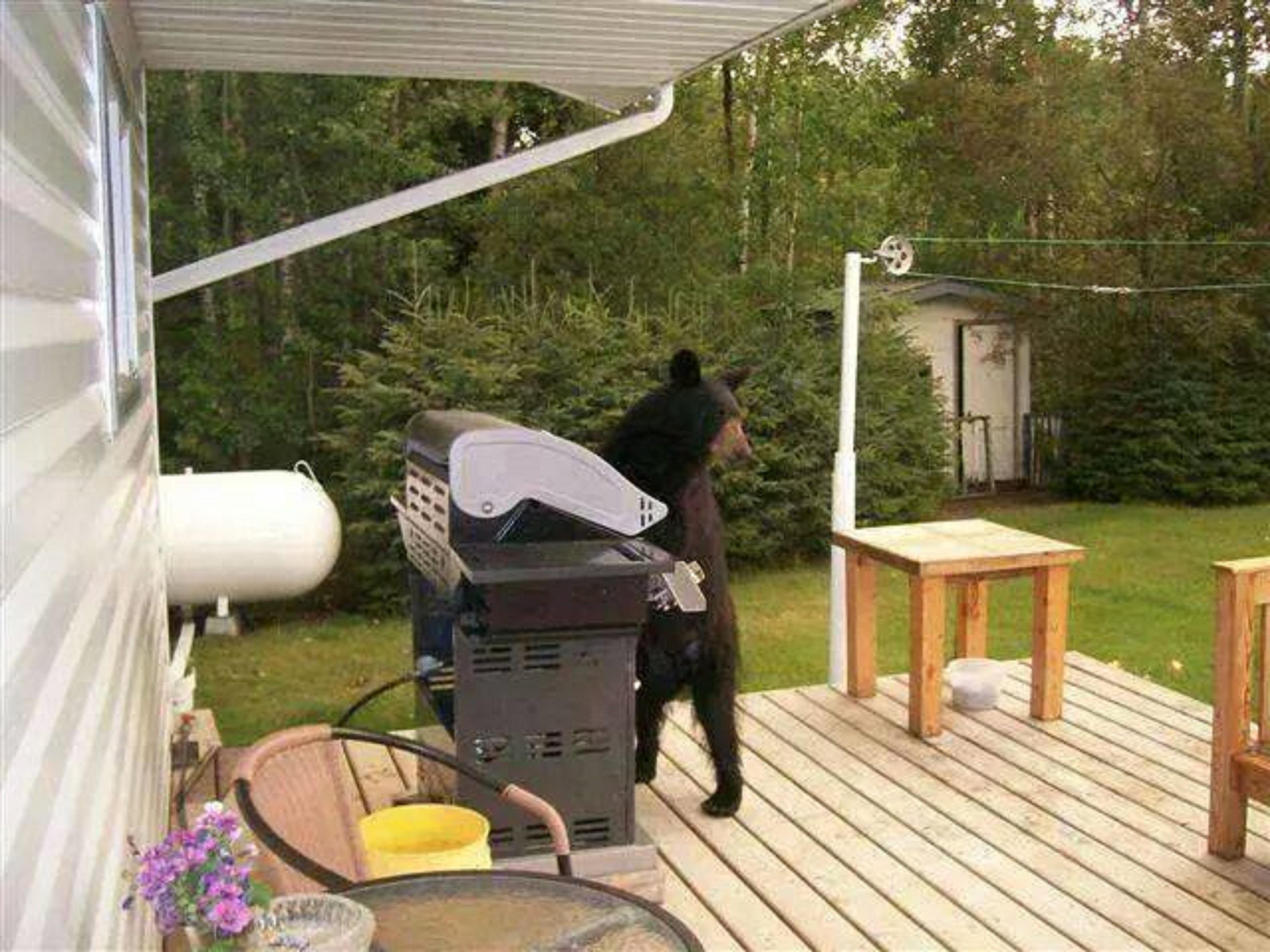 funny-bear-grills-a-bear-using-6456.jpg
