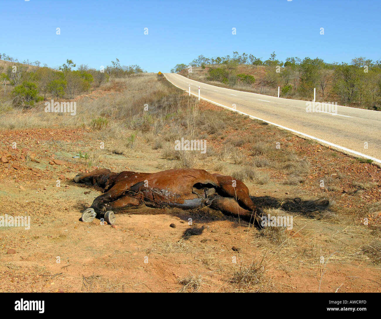 dead-horse-along-the-road-to-borroloola-AWCRFD.jpg