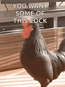 black-cock-cockerel.gif
