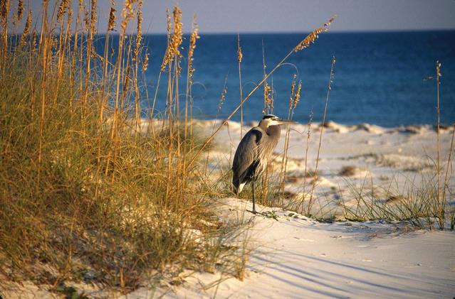 Heron%20on%20Beach%20Bickel.jpg