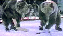 bears260148.jpg