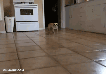 dog-running-and-sitting-in-style.gif