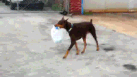 200w.gif