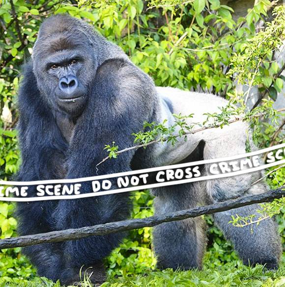 harambe-the-gorilla-3__oPt.jpg