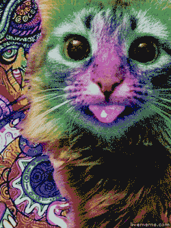 tumblr_n8feggQRTa1tvl5lvo1_250.gif