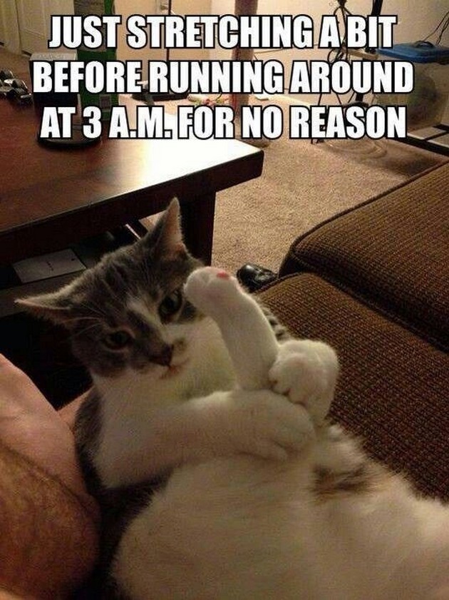 Funny-Cats-02.jpg