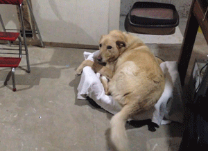 cat-steals-dog-bed.gif