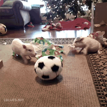 pigs-playing-with-a-soccer-ball.gif