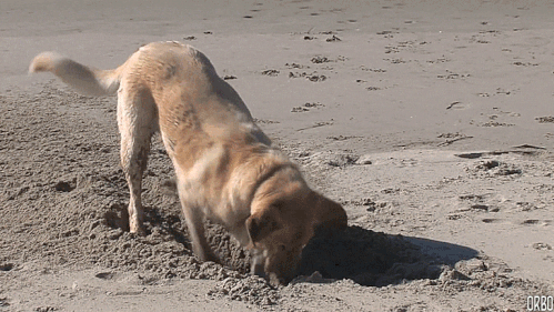 Typeform-Blog-Gifs-Inline05.gif
