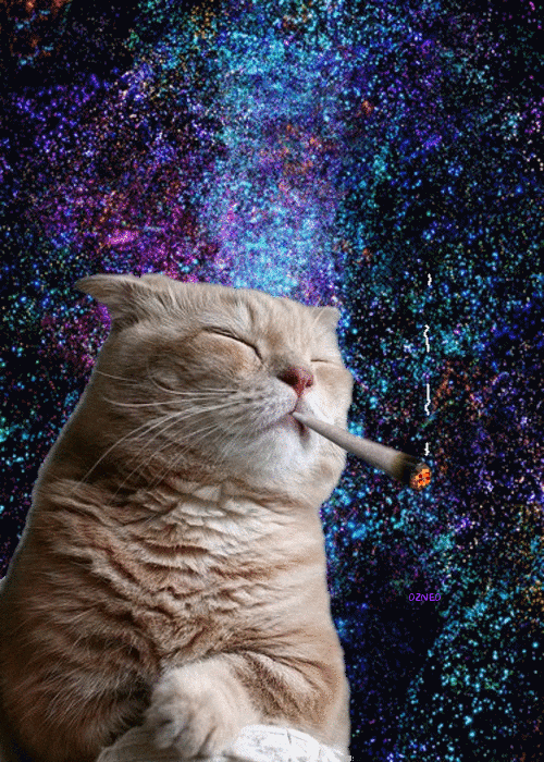 tumblr_n0awqhdTVe1qap9uuo1_500.gif