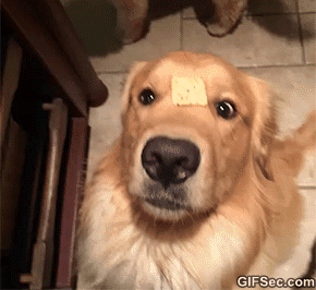 Golden-retriever-GIF.gif