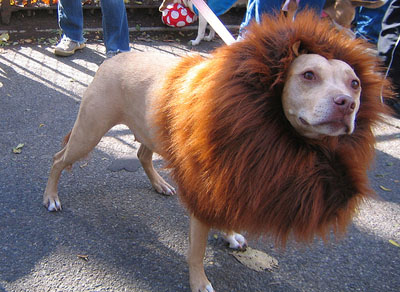 funny-pet-costume-016.jpg