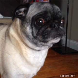 sad-scared-pug.gif