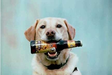 BottleofBeerDog.jpg