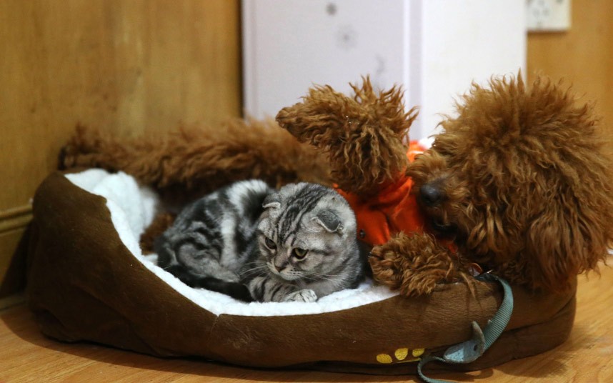 potd-dog-cat_2464949k.jpg