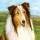 lassie.jpg