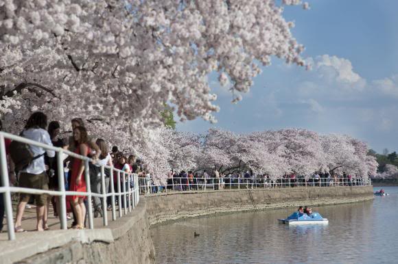 Cherry-Blossom-trees-bloom-in-Washington_10_1.jpg
