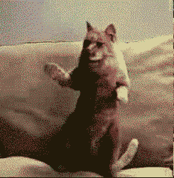 tumblr_m7t0r0Vukx1rbk0a3o1_250.gif