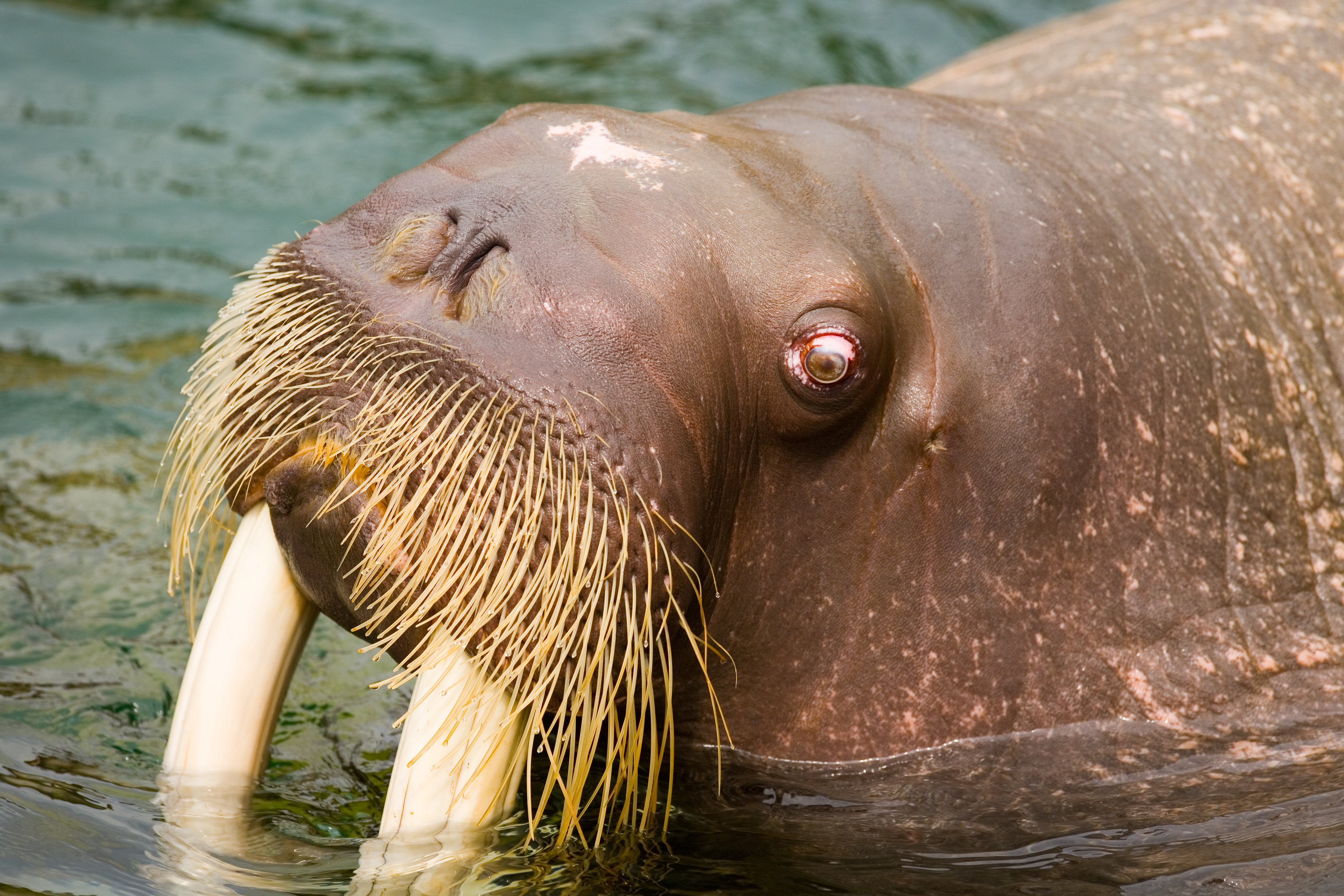 Walrus_-_Kamogawa_Seaworld_-_1.jpg