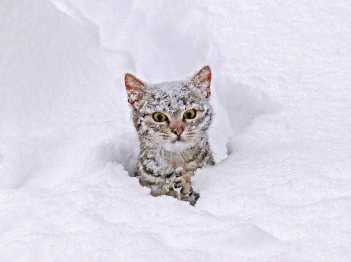 snow-cat.jpg