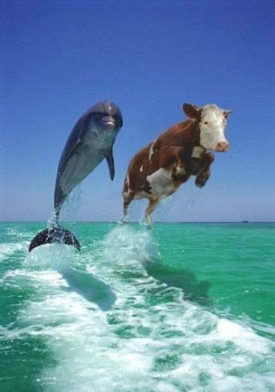 dolphin and cow.img_assist_custom.jpg