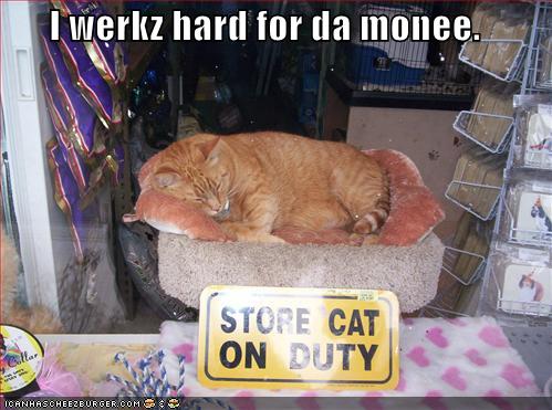 funny-pictures-hard-working-cat.jpg