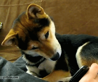 1323882446_dog_confused_by_video_zps84514ef7.gif