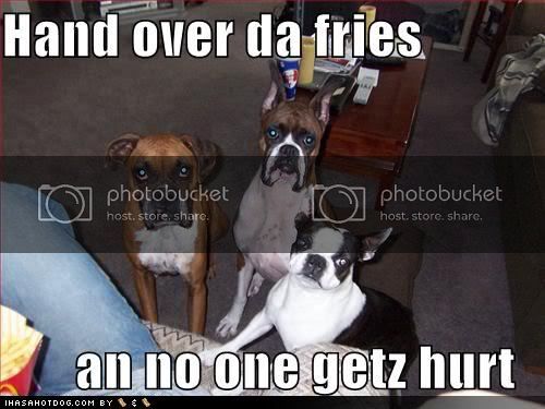 funny-dog-pictures-dogs-suggest-that-you-hand-over-the-fries.jpg