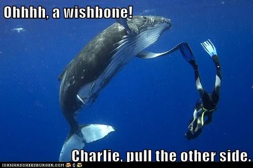 funny-pictures-ohhhh-a-wishbone-charlie-pull-the-other-side.jpg