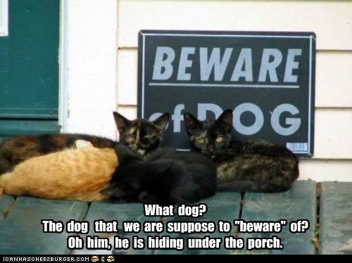 funny-pictures-what-dog-the-dog-that-we-are-suppose-to-beware-of-oh-him-he-is-hiding-under-the-porch.jpg