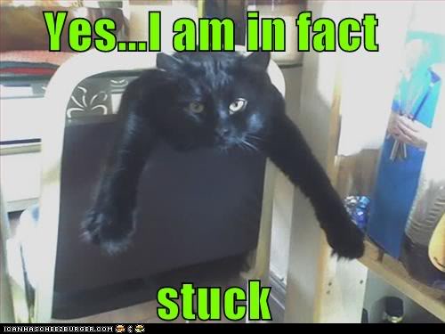 funny-pictures-yes-i-am-in-fact-stuck.jpg