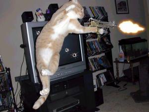 cat-with-gun.jpg