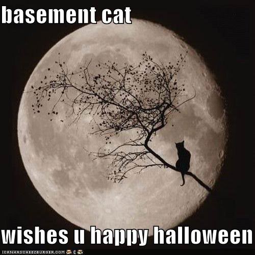 basementcat.jpg