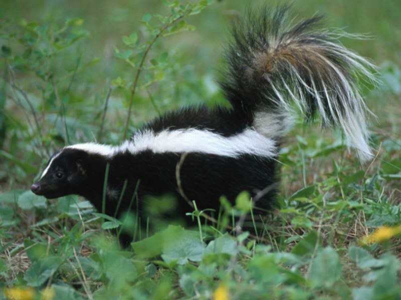 skunk-in-grass-800x600.jpg