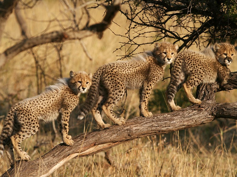 cheetah-cubs-south-africa_48267_990x742.jpg