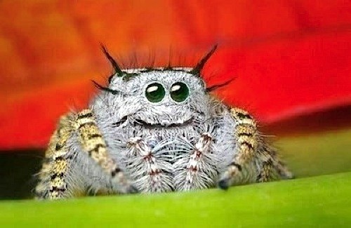 cute-spider-animals-insects-photography-winett-abighairyspider-hairy.jpg