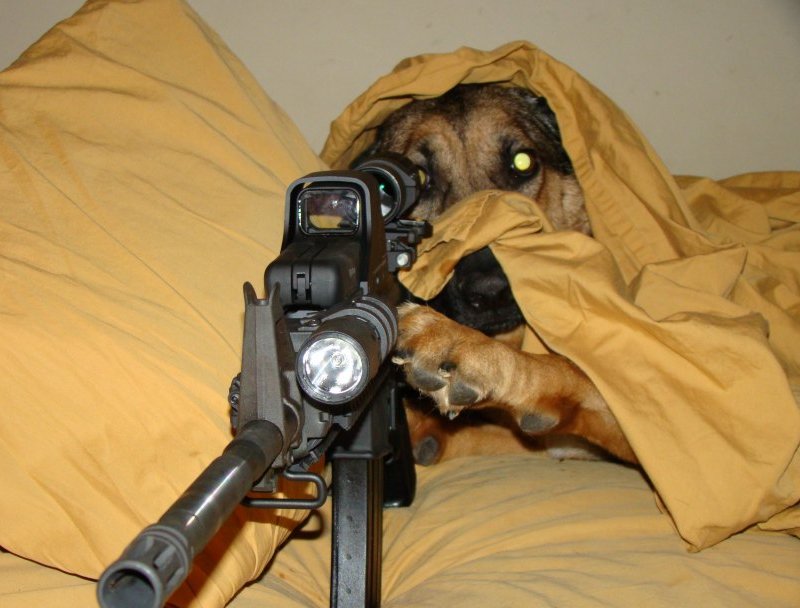 sniper-dog-bed-hiding-rifle-13077584826.jpg