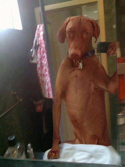 Funny-dog-selfie.jpg