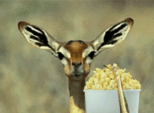 Deer-Enjoys-Nature-With-Some-Popcorn.gif