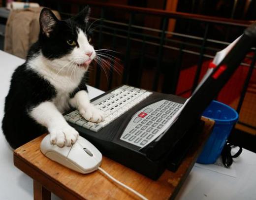 computer-cat.jpg